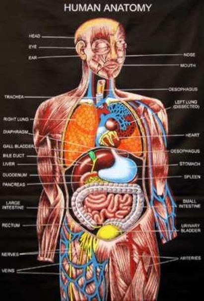 Internal Female Human Anatomy / What Are the Organ Systems of the Human